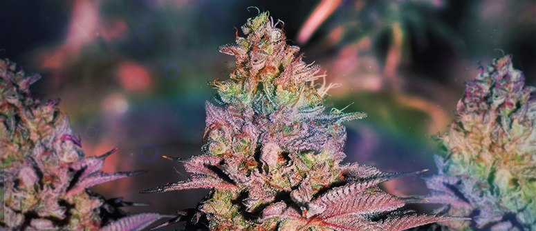 Runtz auto: autoflowering version of a classic hybrid strain